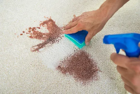 north county carpet care spot treatment stain remover